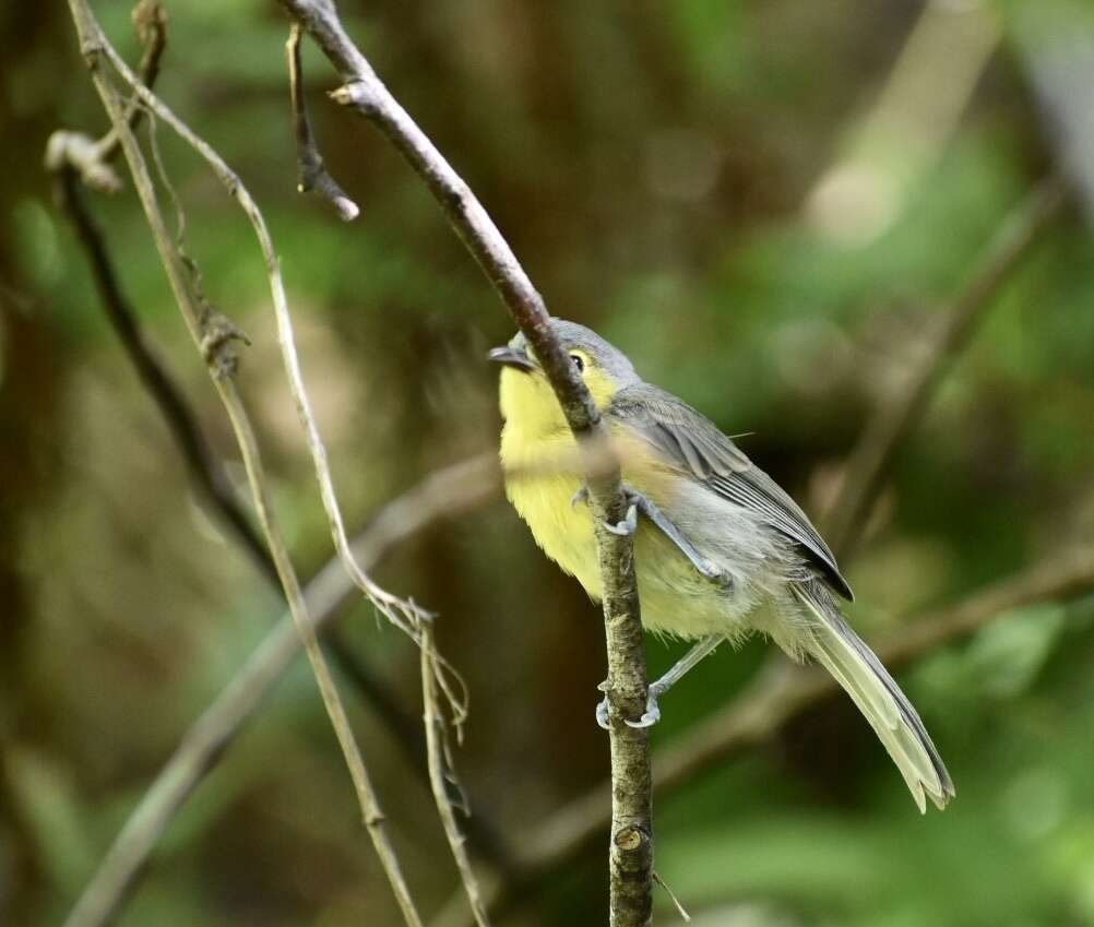 Image de Teretistridae