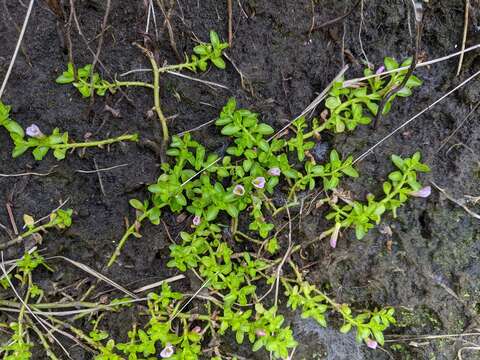 Image of Gratiola nana Benth.