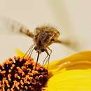 Image of Bombylius diegoensis Painter 1933