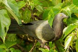 Image of Christmas Imperial Pigeon