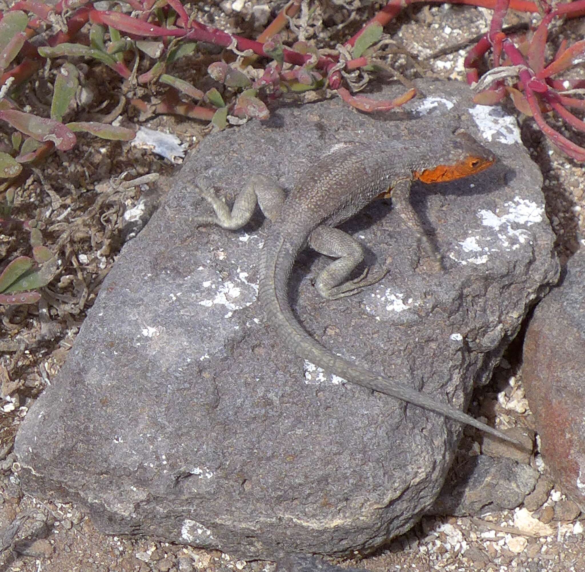 Plancia ëd Microlophus indefatigabilis (Baur 1890)