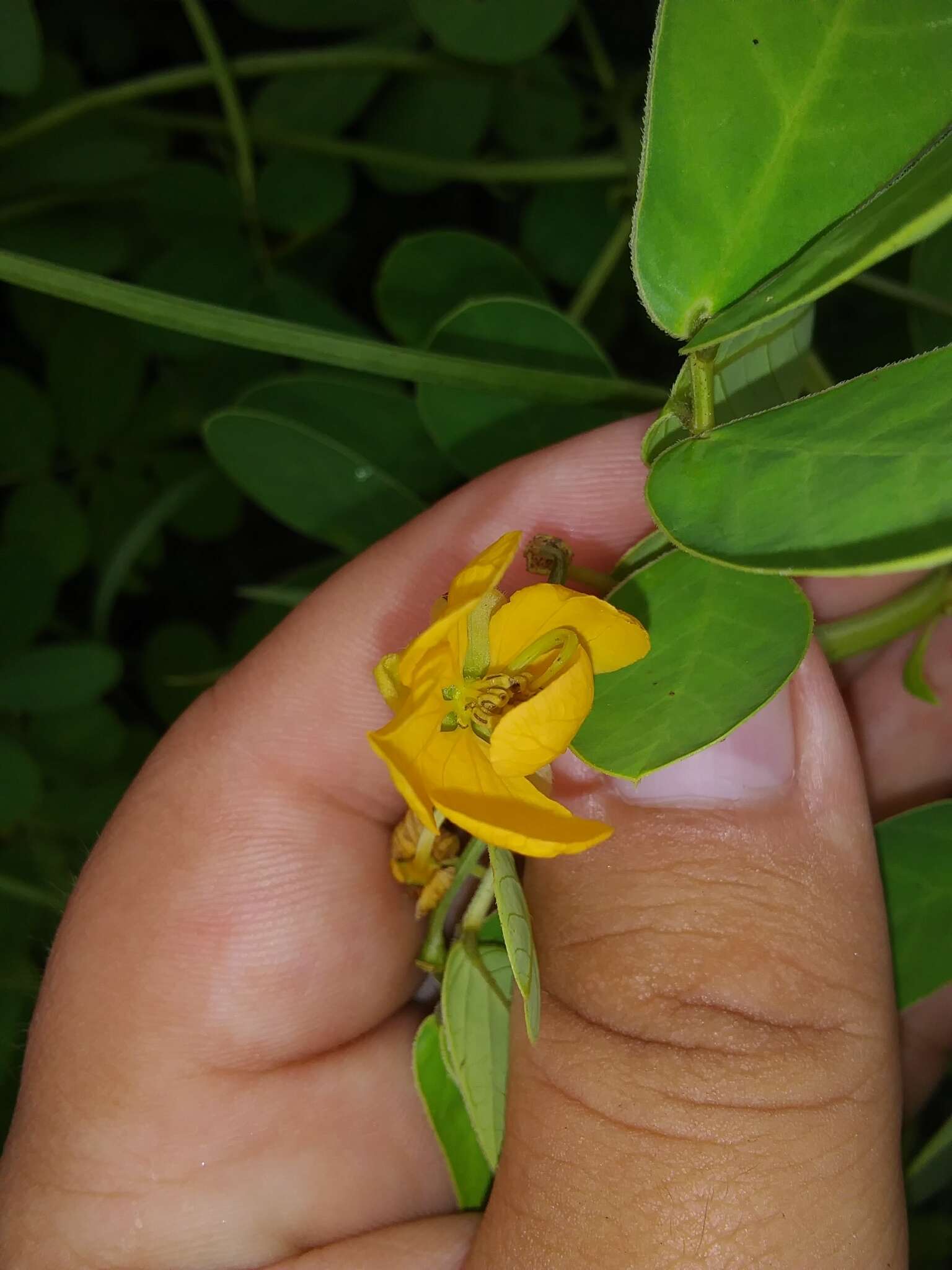 Image of Chinese senna