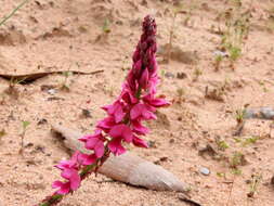 Image of Indigofera amoena Aiton