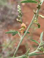 Plancia ëd Indigofera subulata