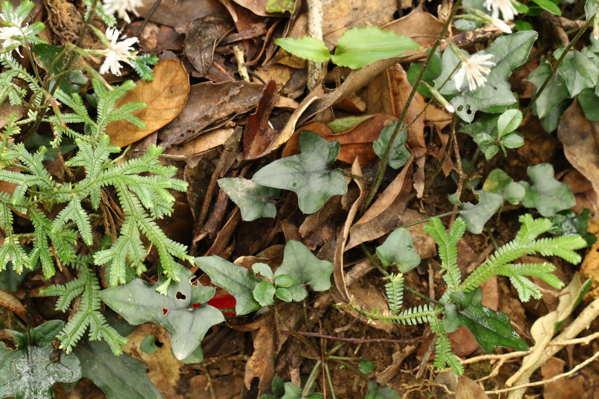 Image of Ainsliaea apiculata var. acerifolia Masam.