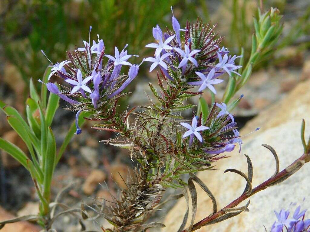 Image de Merciera eckloniana H. Buek