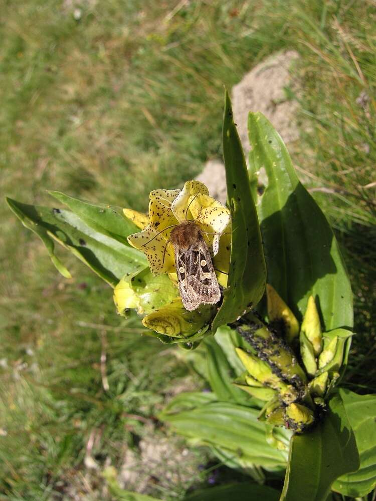 Image of Gentiana burseri subsp. burseri