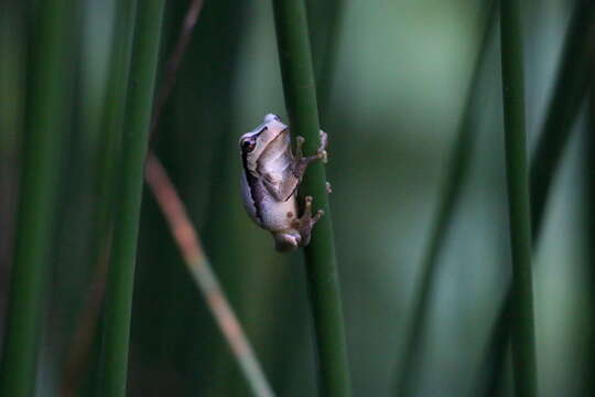 Image of Hyla orientalis Bedriaga 1890