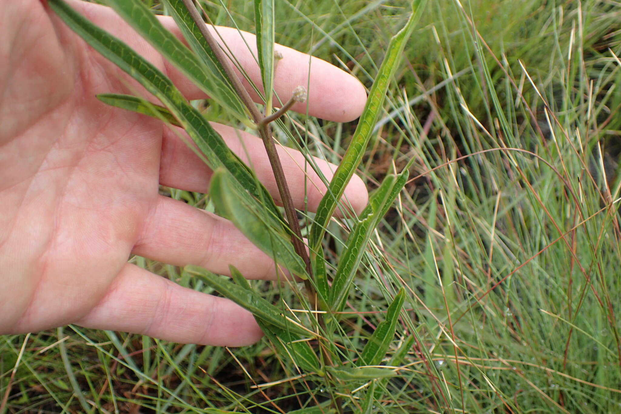 Image of longleaf milkweed