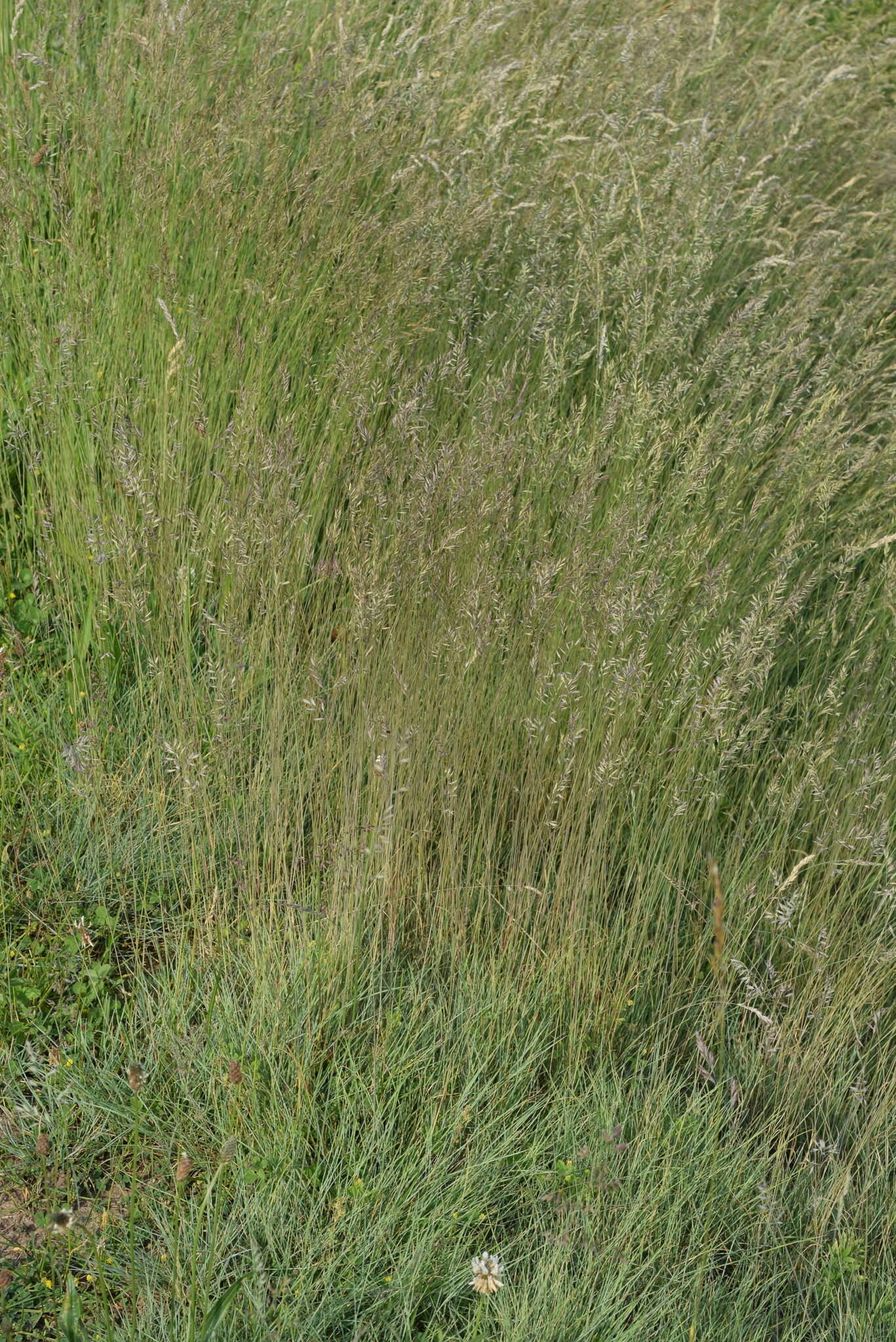 Image of Festuca rupicola Heuff.