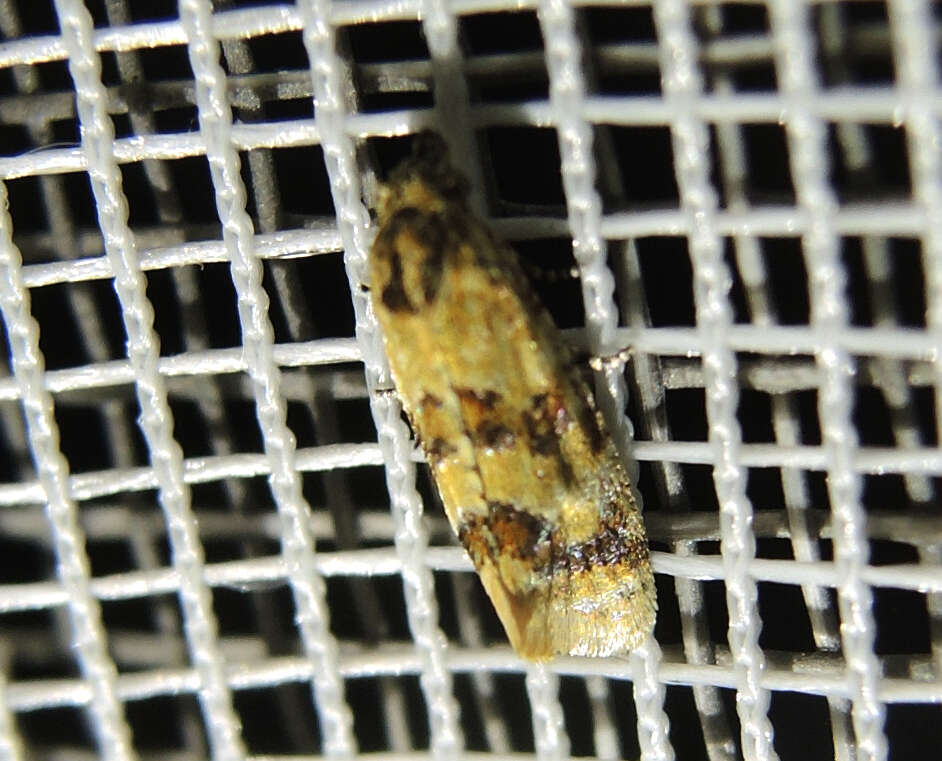 Image of Aethes williana Brahm