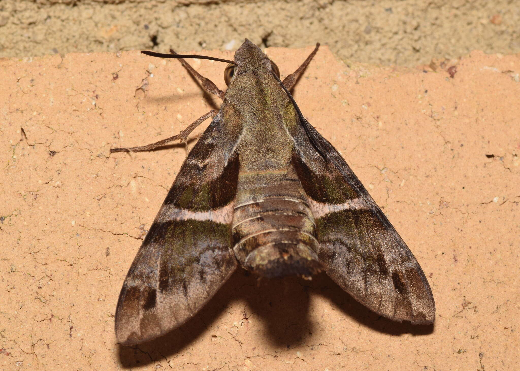 Image of Macroglossum errans