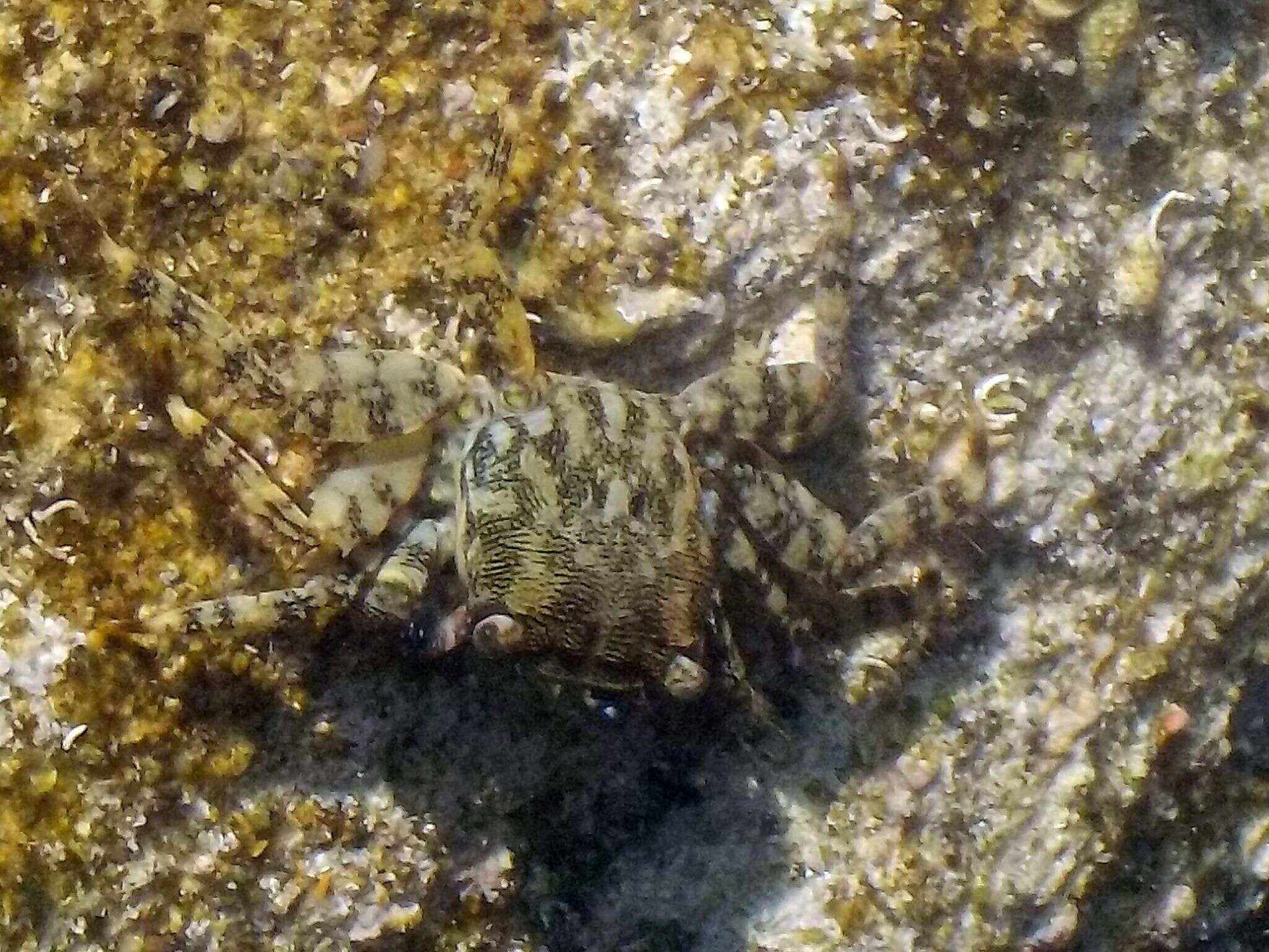 Image of marbled rock crab