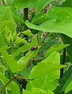 Image of Anomoea rufifrons (Lacordaire 1848)