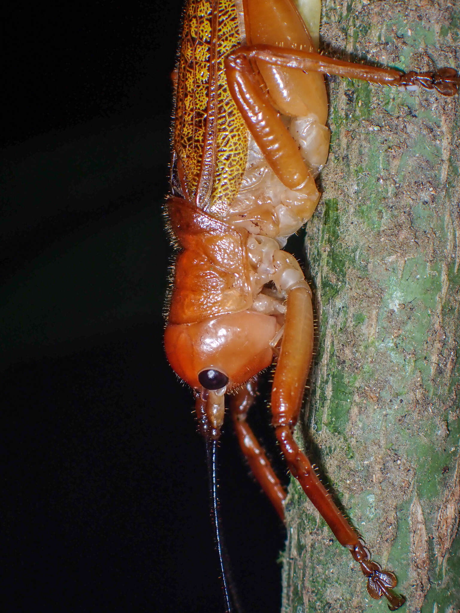 Image of Melanonotus tico Rentz & D. C. F. 1975