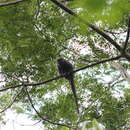Image of Ashy Black Titi Monkey