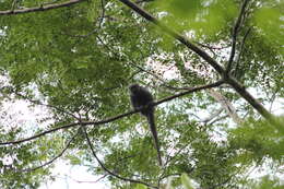 Image of Ashy Black Titi Monkey