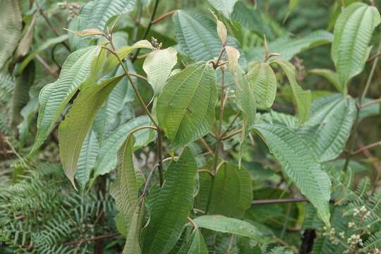 Image de Miconia laevigata (L.) DC.