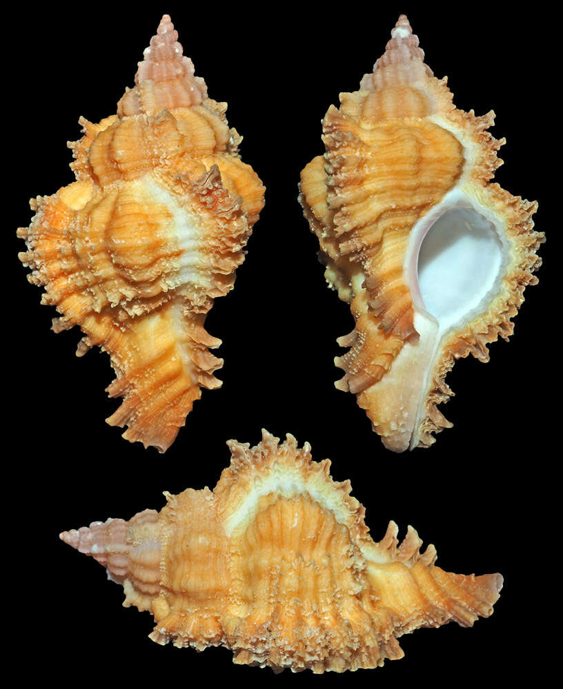 Image of laciniate murex