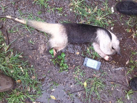 Image of Northern Tamandua