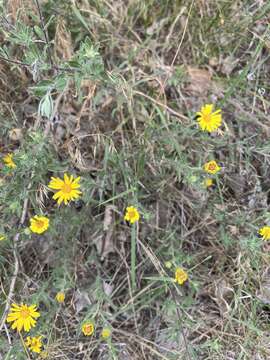 Image of <i>Heterotheca angustifolia</i> (Nutt.) Shinners