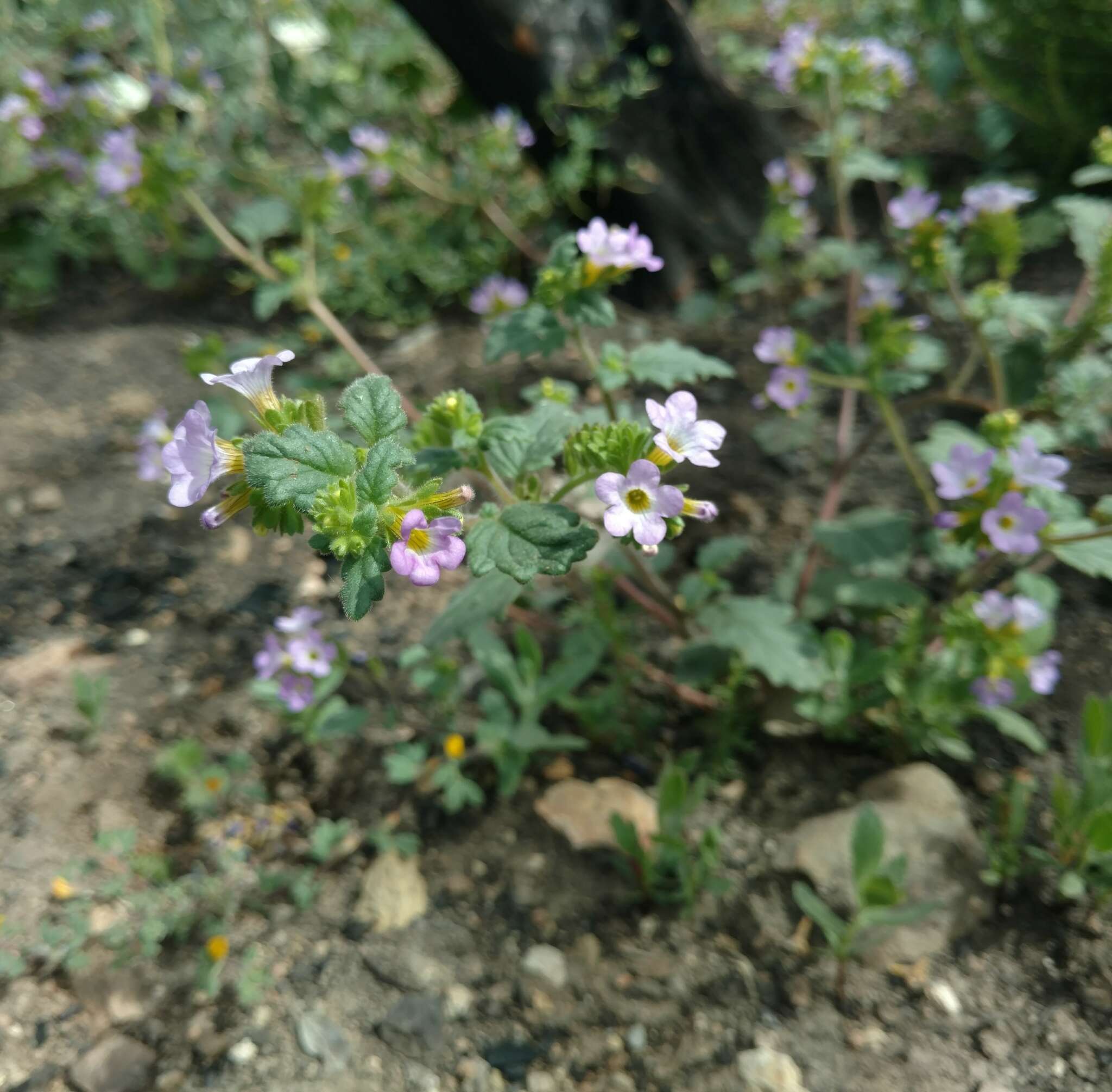 Image of sweetscented phacelia