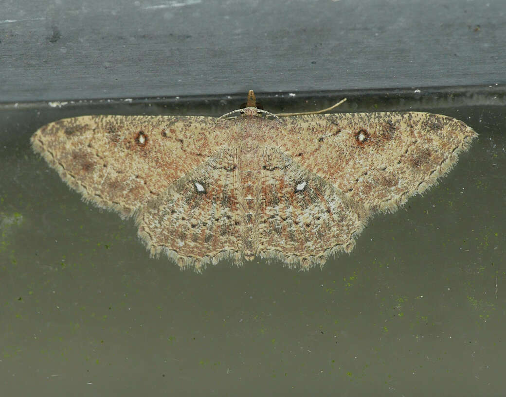 Image of Cankerworm