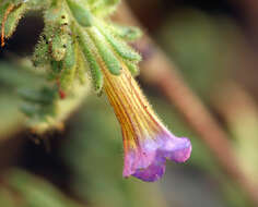 Image of twocolor phacelia