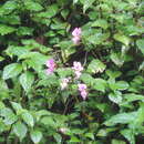 Image of Impatiens purpureoviolacea Gilg