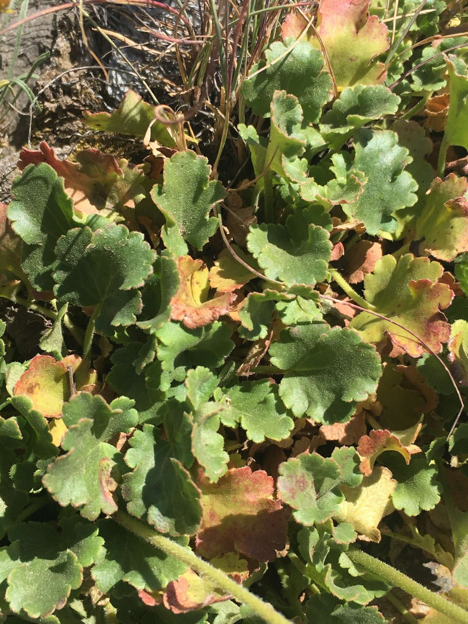 Image de Heuchera cylindrica var. alpina S. Watson