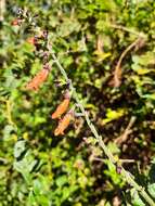 Image of Salvia melissiflora Benth.