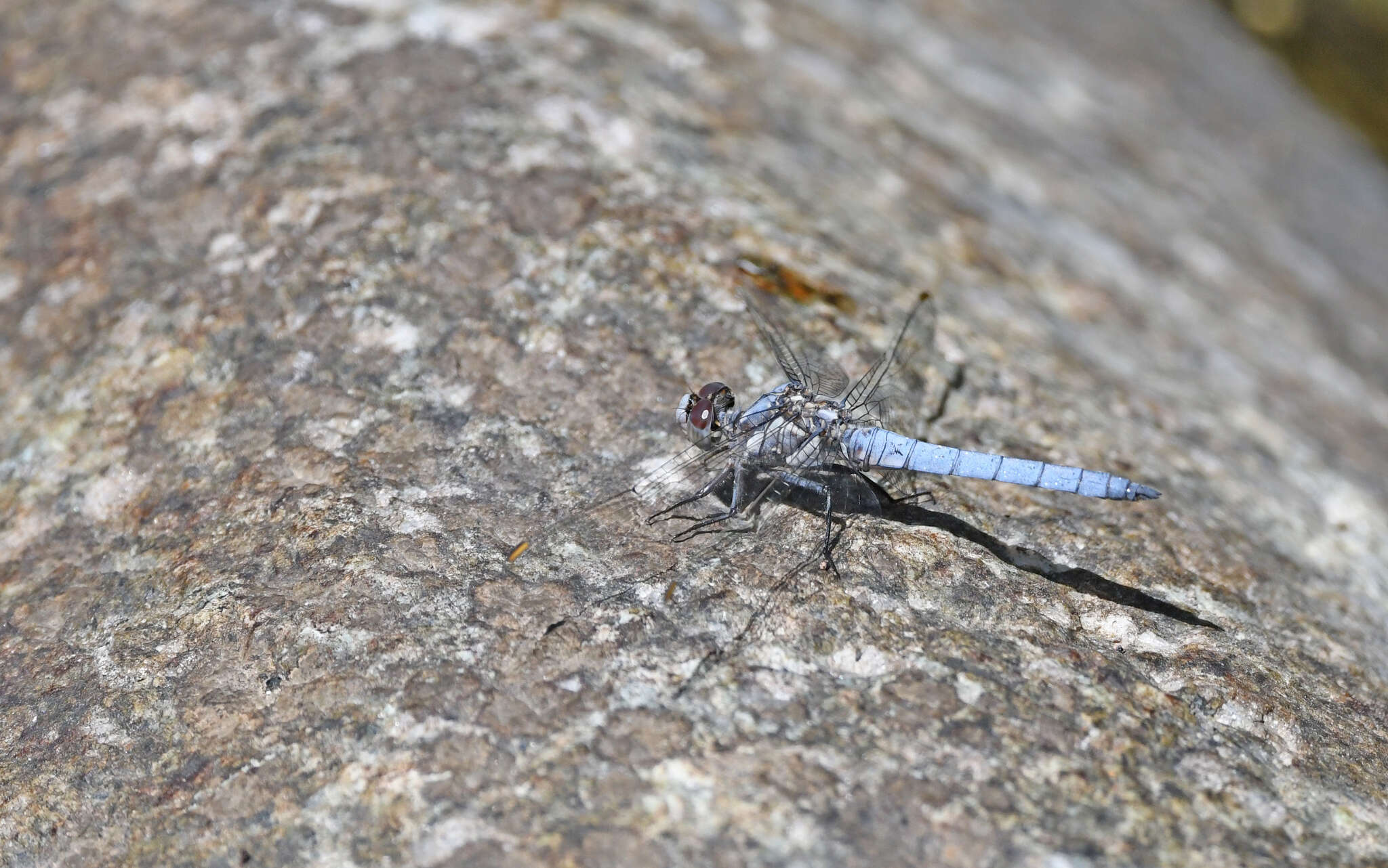 Image of <i>Orthetrum brunneum cycnos</i> Selys 1848