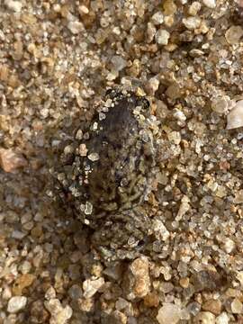 Image of Marbled Snout-burrower