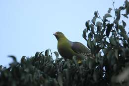 Image of African Green Pigeon