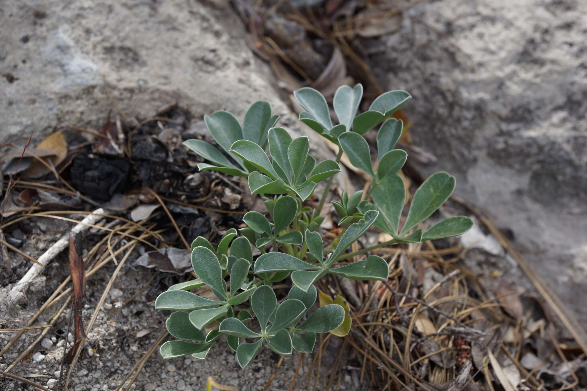 Image of Cobb Mountain lupine