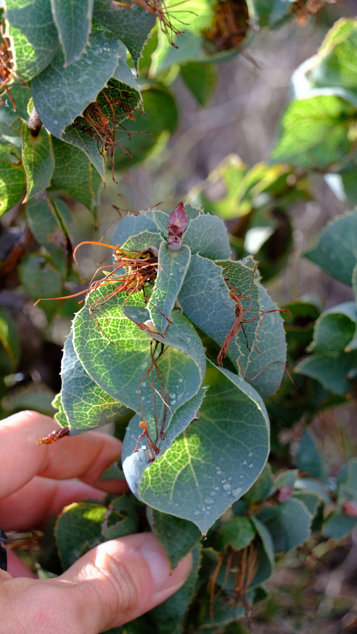 Image of Hakea conchifolia Hook.