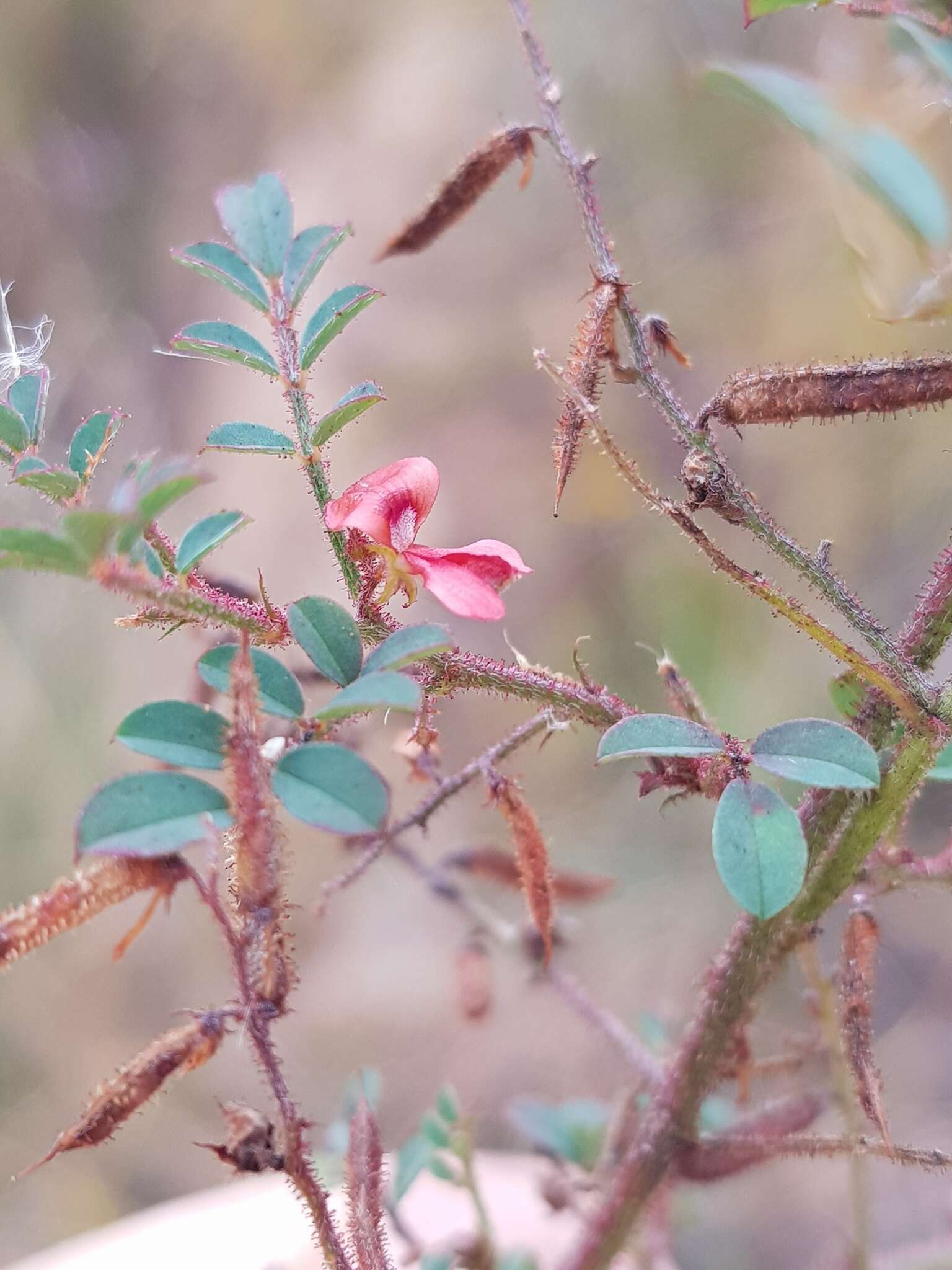 Image de Indigofera adenoides Baker fil.