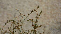 Image of brownfruit rush