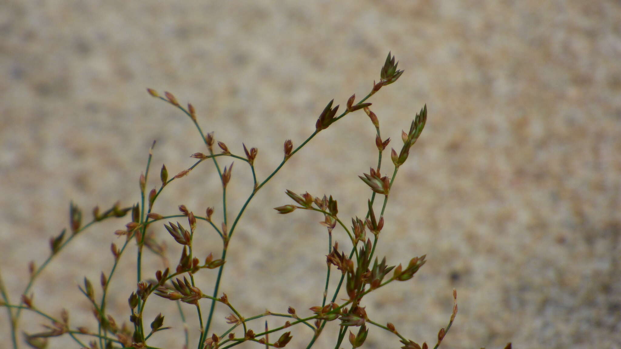 Juncus pelocarpus E. Mey.的圖片