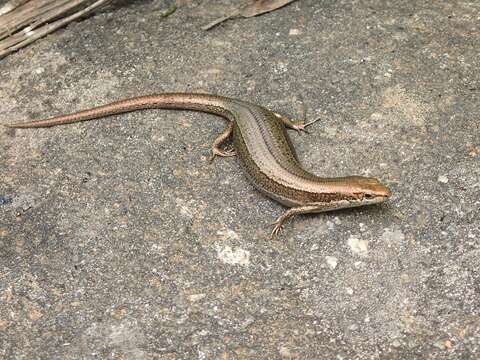 Image of Southern Grass Skink