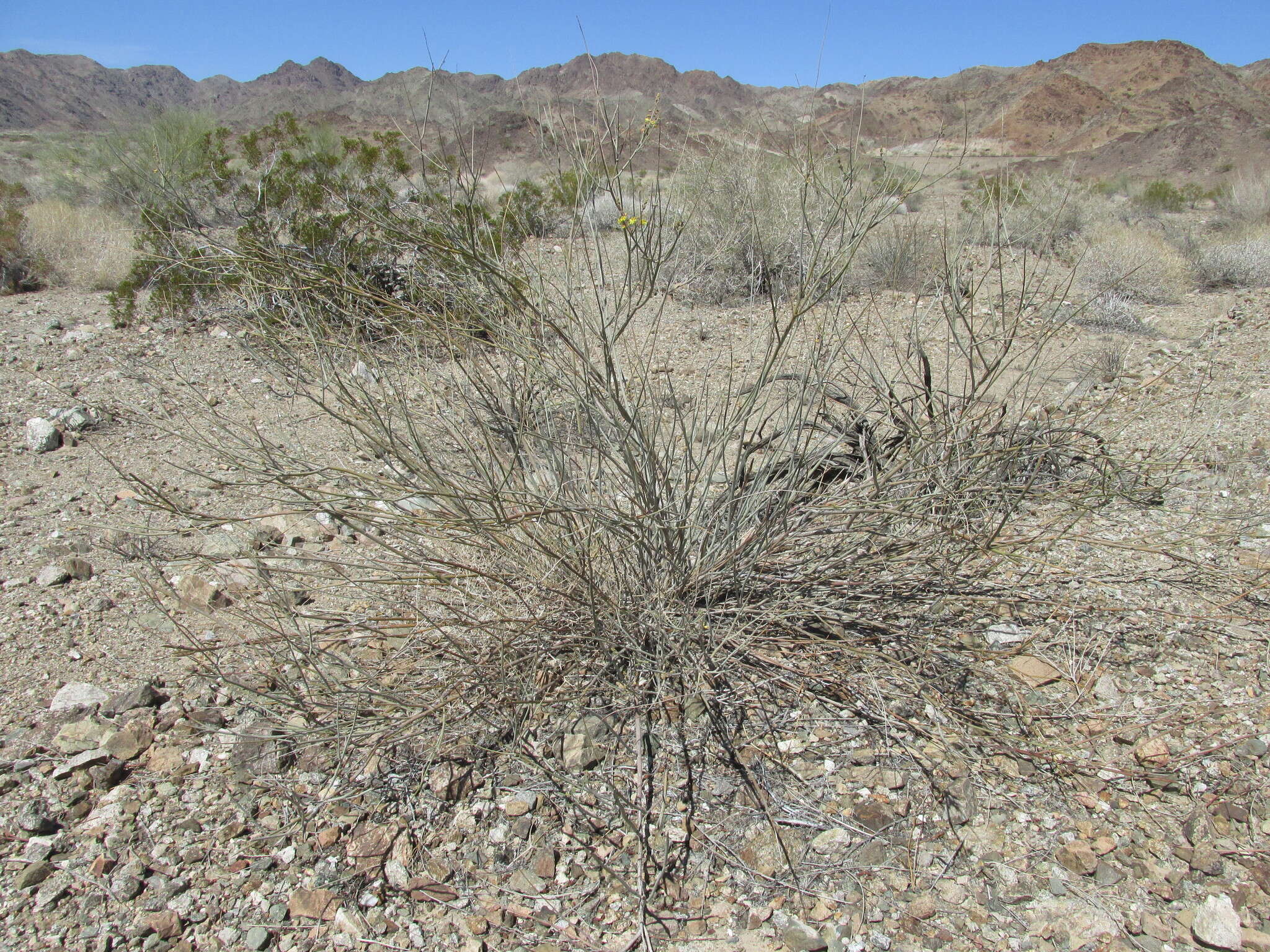 Plancia ëd Hoffmannseggia microphylla Torr.