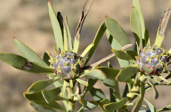 Image of grey conebush