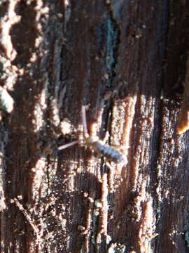 Image of Springtail