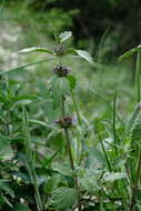 Слика од Marrubium catariifolium Desr.