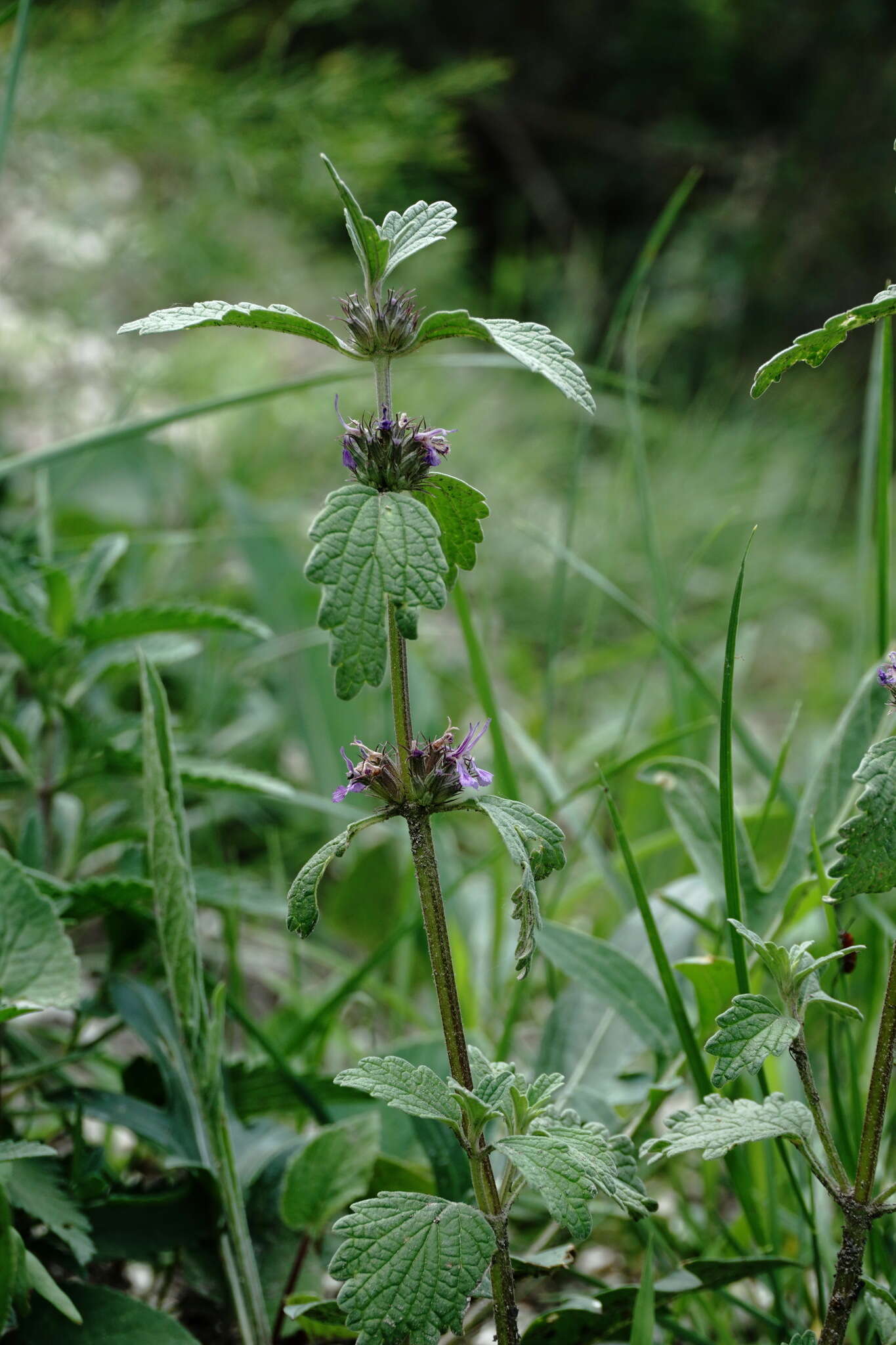 Marrubium catariifolium Desr.的圖片