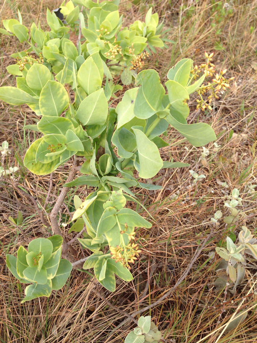 Image of Neea theifera Oerst.