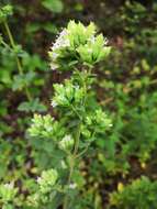 Image of Origanum vulgare subsp. virens (Hoffmanns. & Link) Ietsw.