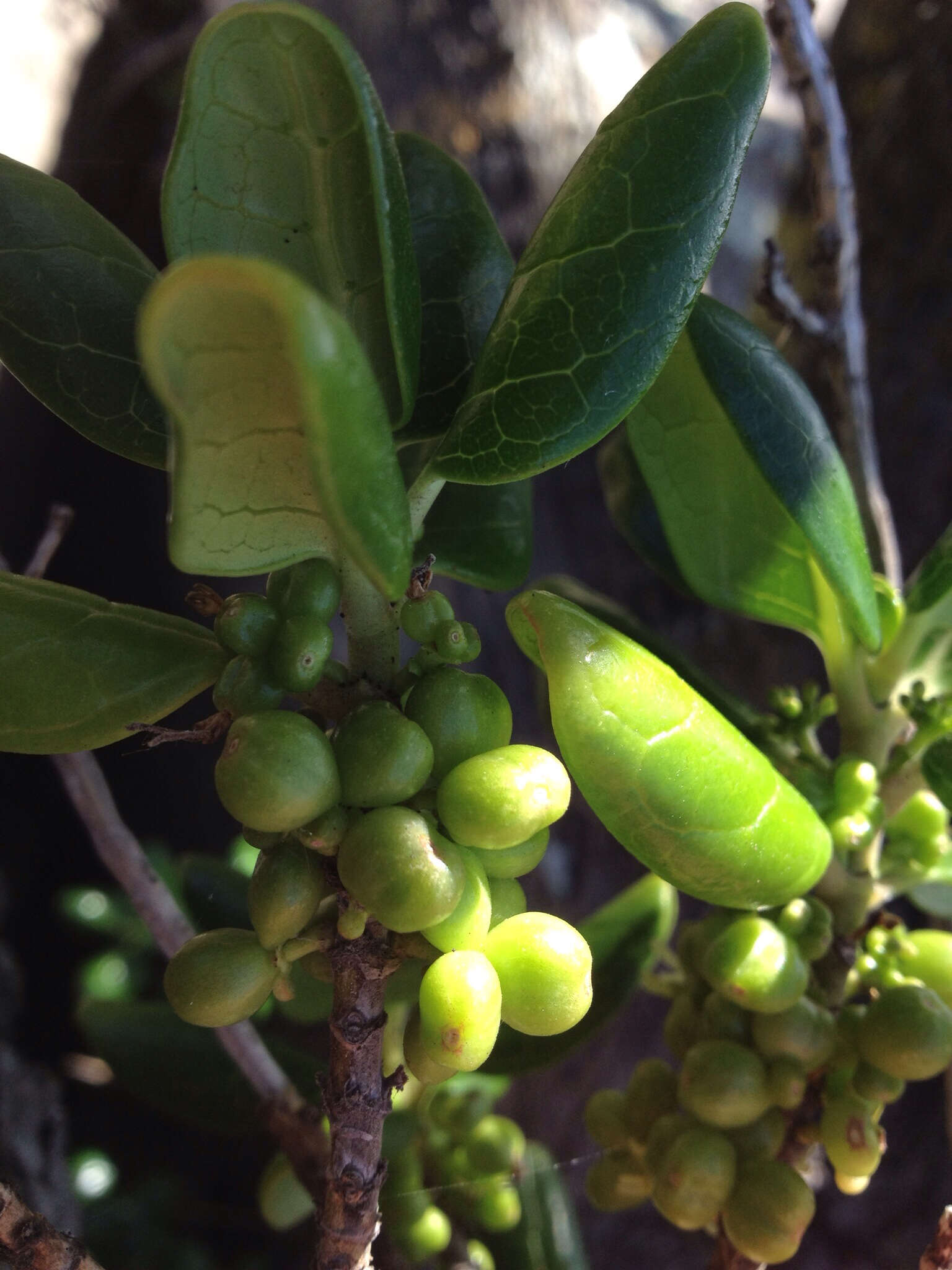 Image de Coprosma repens A. Rich.