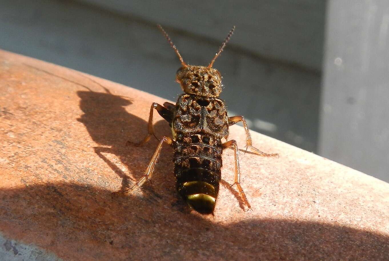 Image of Gold-and-brown Rove Beetle