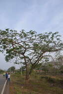 Image of Rain tree